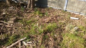 I vores lille skovhjørne (Nordvest skoven) var der skudt en fin blomst frem, da Lasse var med på rundvisning.